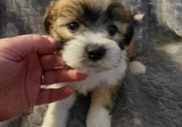 Malshipoo Tank