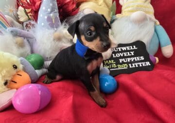 Miniature Pinscher Puppy8, (Mauldin, SC)