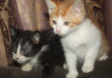 KITTENS 7-8 WEEKS