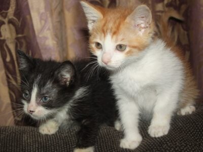 KITTENS 7-8 WEEKS