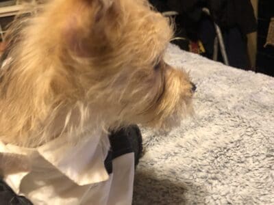 Yorkie Mix pup 2