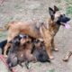 Belgian Malinois puppy