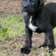 FEMALES -10 weeks – RE-HOME FEE