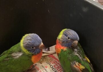 Lorikeet parrot