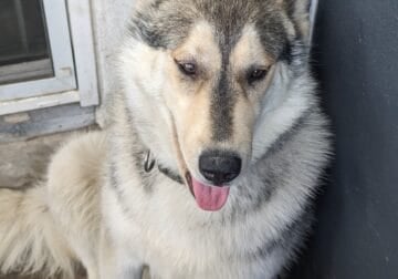 Husky needs a new home