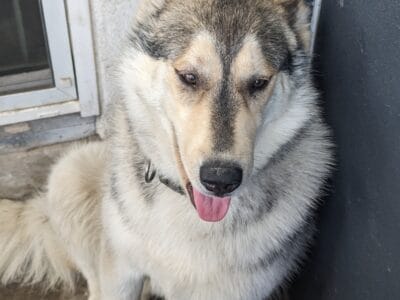 Husky needs a new home
