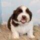 Male Shih Tzu Pups