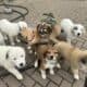 Retriever Mastiff/ Great Pyrenees puppies