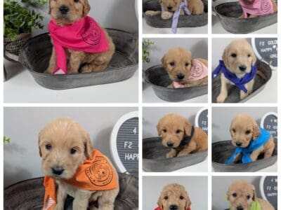 F2 Golden doodle