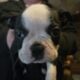 Boston Terrier Puppies