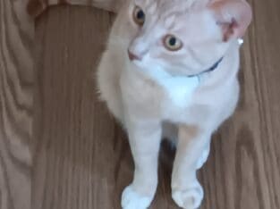 Beautiful young male cat $50.00