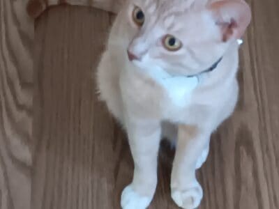 Beautiful young male cat $50.00