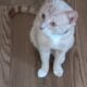 Beautiful young male cat $50.00