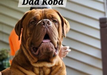Dogue de Bordeaux pups