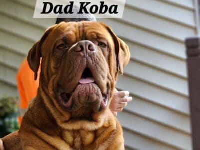 Dogue de Bordeaux pups
