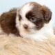 Male Shih Tzu Pups
