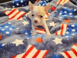 Chihuahua puppies