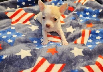 Chihuahua puppies
