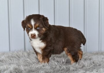 Mini Australian Shepherd Holmesville OH Tori