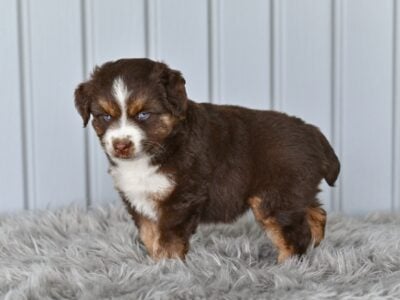 Mini Australian Shepherd Holmesville OH Tori