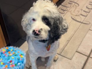 WHITE COCKER SPANIEL