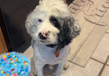 WHITE COCKER SPANIEL