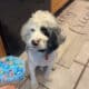 WHITE COCKER SPANIEL
