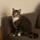 Kiwi needs a new home :(