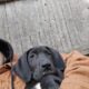 Great Dane Puppies