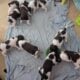 4 week old Brittany Spaniel Puppies