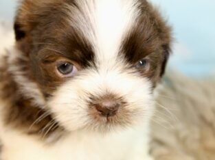 Male Shih Tzu Pups