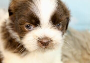 Male Shih Tzu Pups