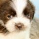 Male Shih Tzu Pups