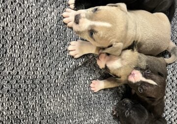 American Bullies
