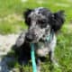 Male Aussiedoodle color, blue merle