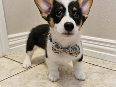AKC pembroke welsh corgi Tricolor Male