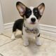AKC pembroke welsh corgi Tricolor Male