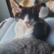 Female Devon Rex