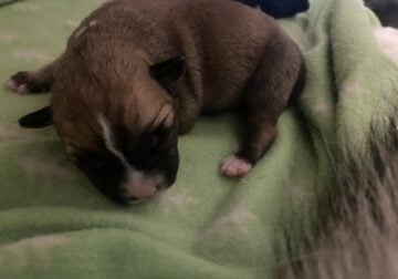 Pitskies For Sale