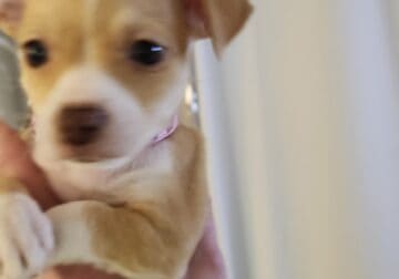 LAST ONE! Rose female Chihuahua puppy