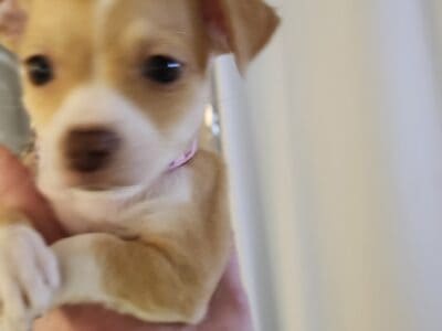 LAST ONE! Rose female Chihuahua puppy