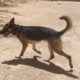 4 GSD Puppies