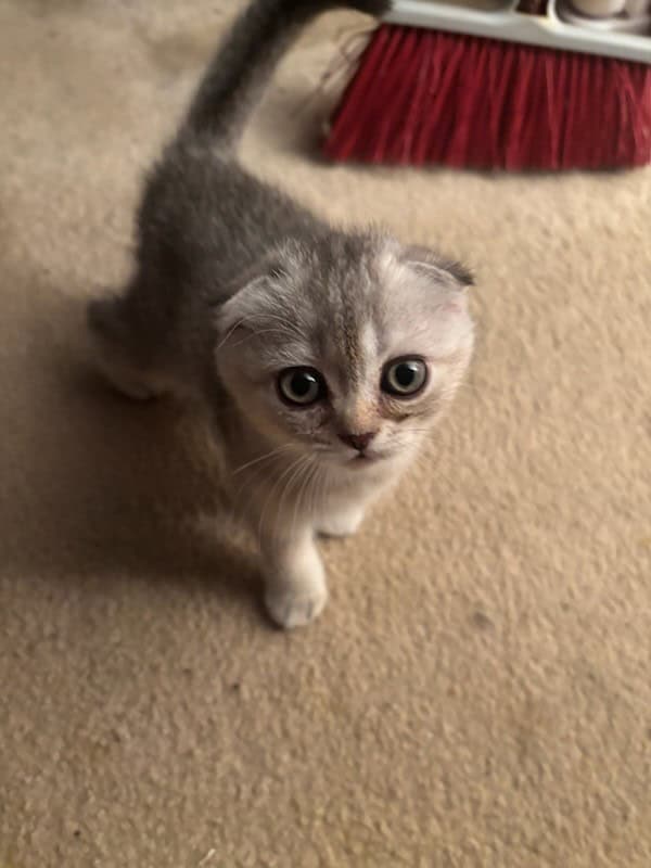 Scottish Fold & Straight Kittens (GREEN EYES) image 2