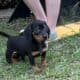 Dachshund Chihuahua mix 70/30
