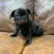 Adorable Frenchie puppies