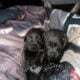 Charcoal lab Male and 2 black female puppies