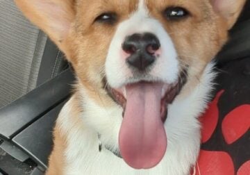 Corgi pups