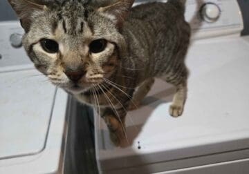 Cat to good indoor home