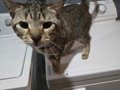 Cat to good indoor home