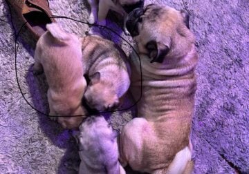 Full grown Pugs